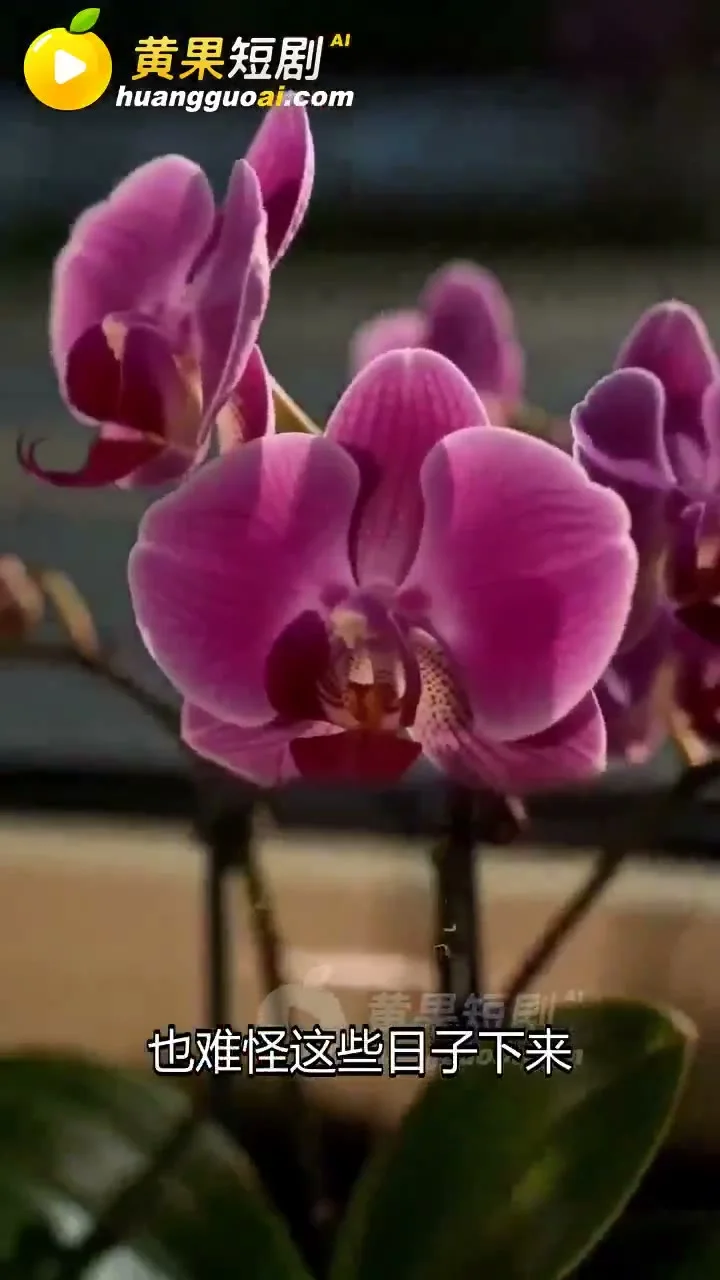 ตำนานลับของชาวไร่ดอกไม้ (花农的奇妙物语)